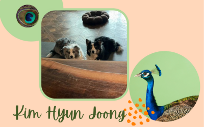 Kim Hyun Joong : indoor and outdoor animals